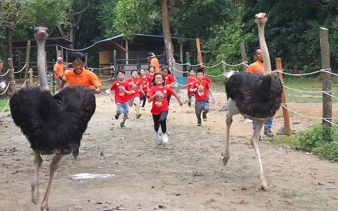 Children running with ostriches at PD Ostrich Show Farm.