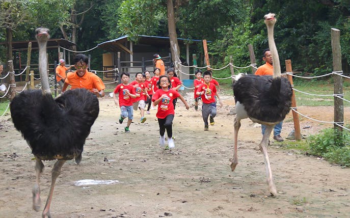 Children running with ostriches at PD Ostrich Show Farm.