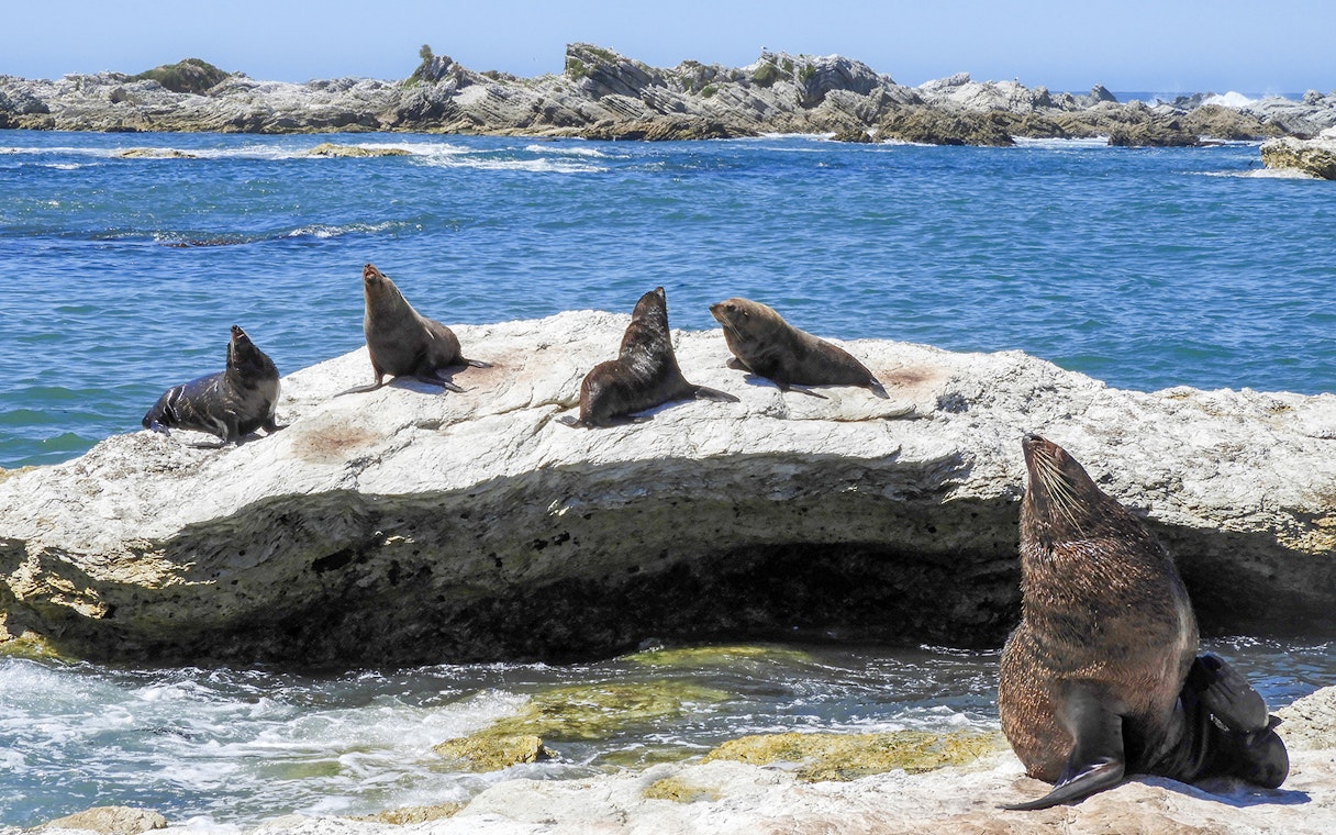 Seals resting on rocks by the ocean in Kaikoura, New Zealand, during a whale watch day trip from Christchurch.