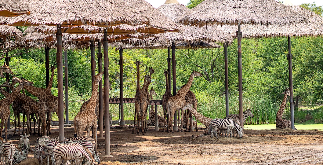 Safari World Tickets