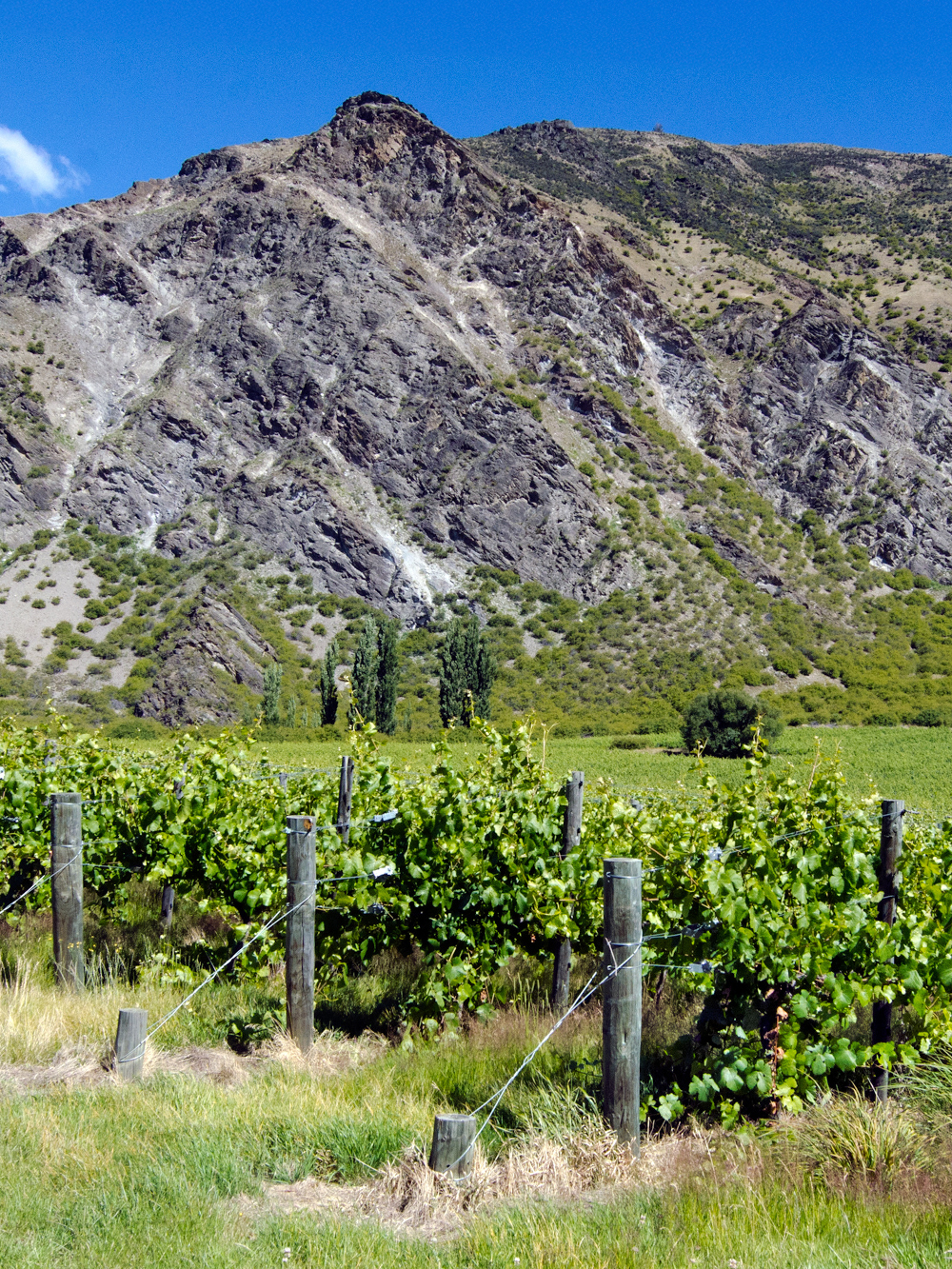 Vineyards in Gibbston Valley with mountain backdrop.