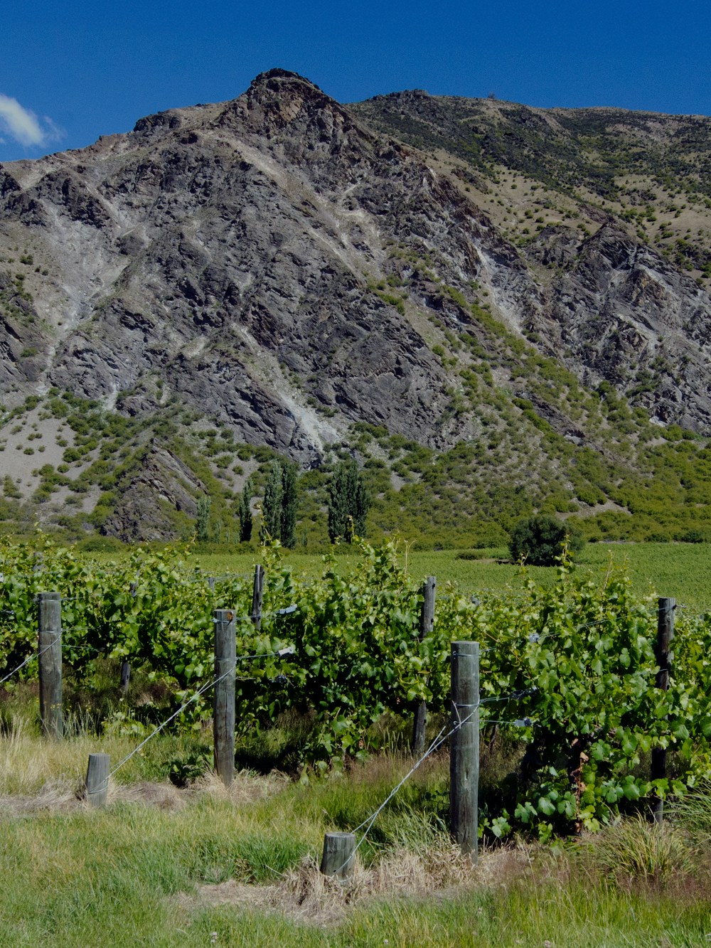Vineyards in Gibbston Valley with mountain backdrop.