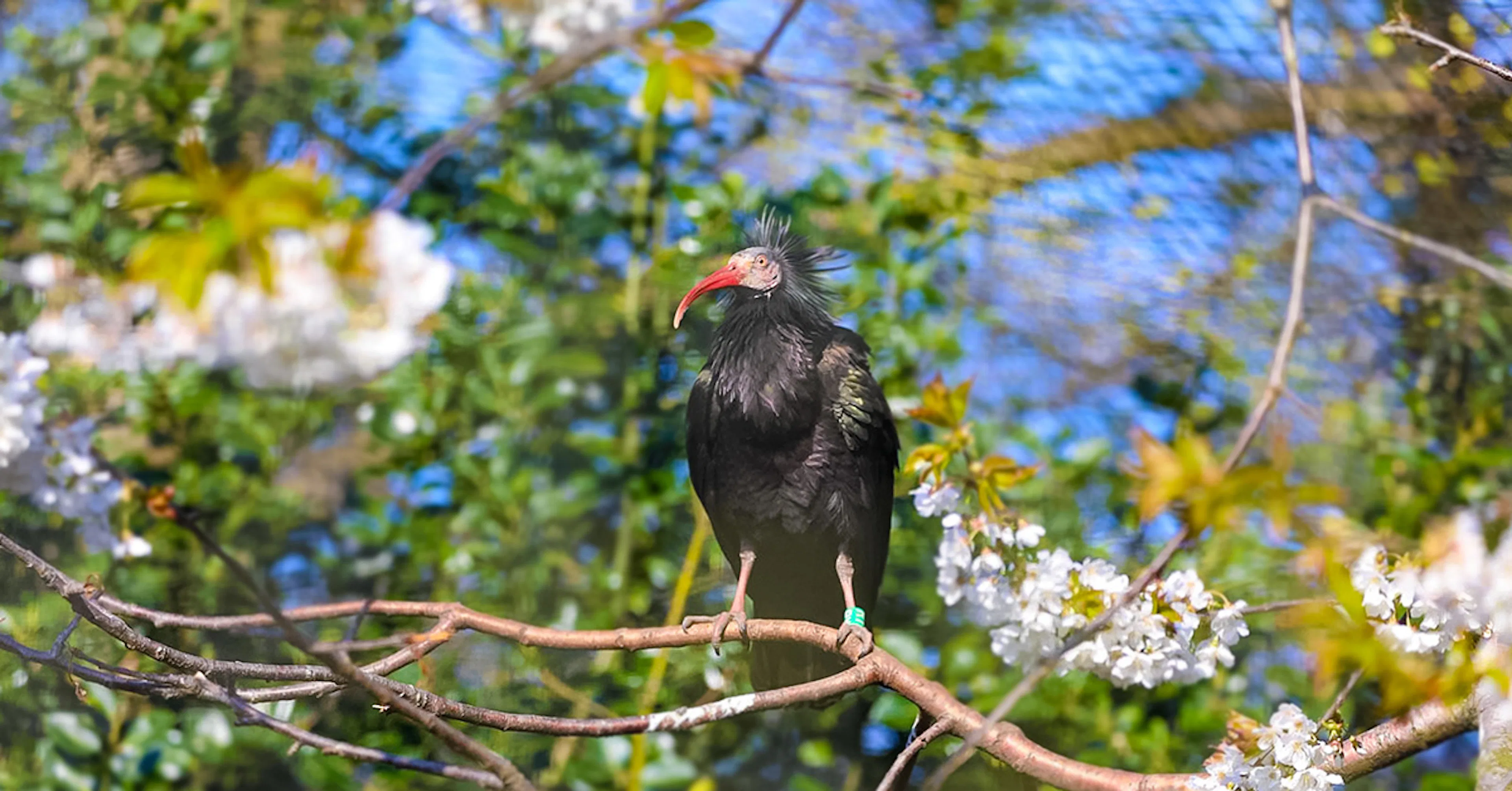 Waldrapp ibis perched on a branch at Edinburgh Zoo.