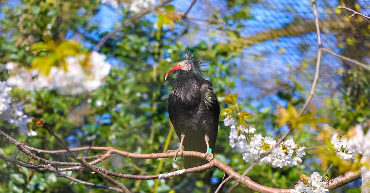 Waldrapp ibis perched on a branch at Edinburgh Zoo.