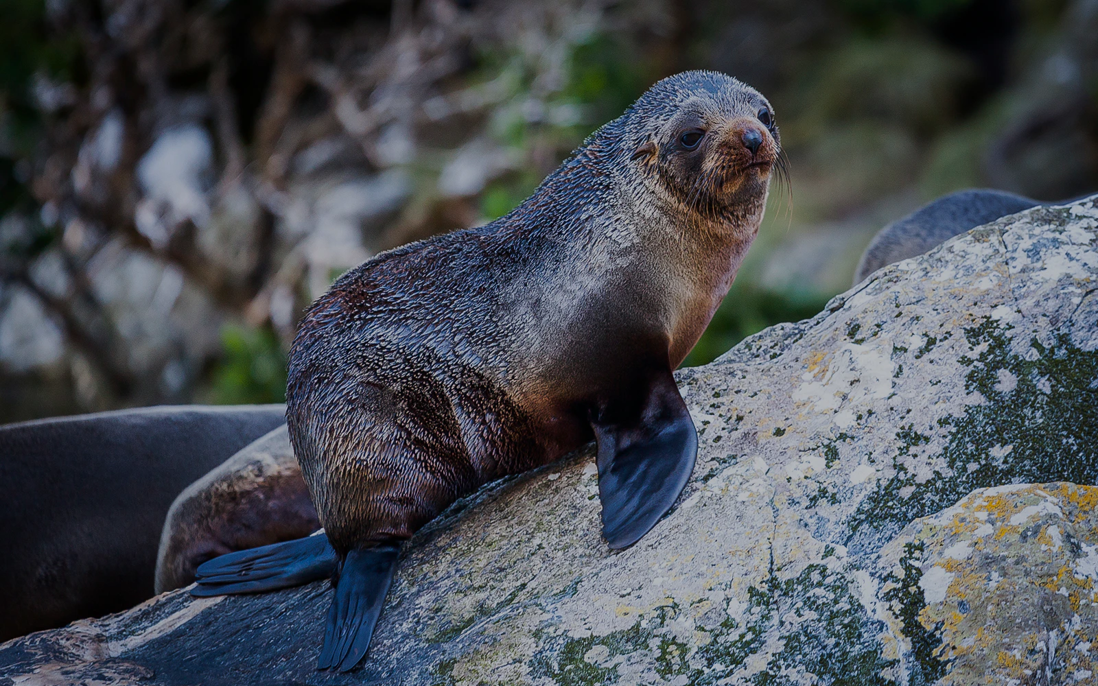 Fur seal resting on a rock at Milford Sound, New Zealand.