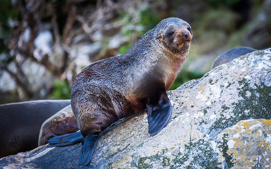 Fur seal resting on a rock at Milford Sound, New Zealand.