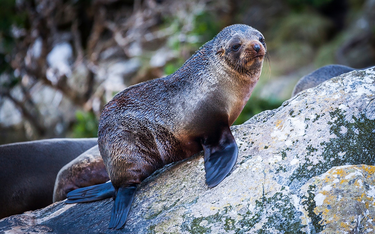 Fur seal resting on a rock at Milford Sound, New Zealand.