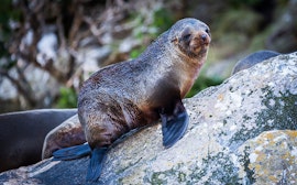 Australian Fur Seal