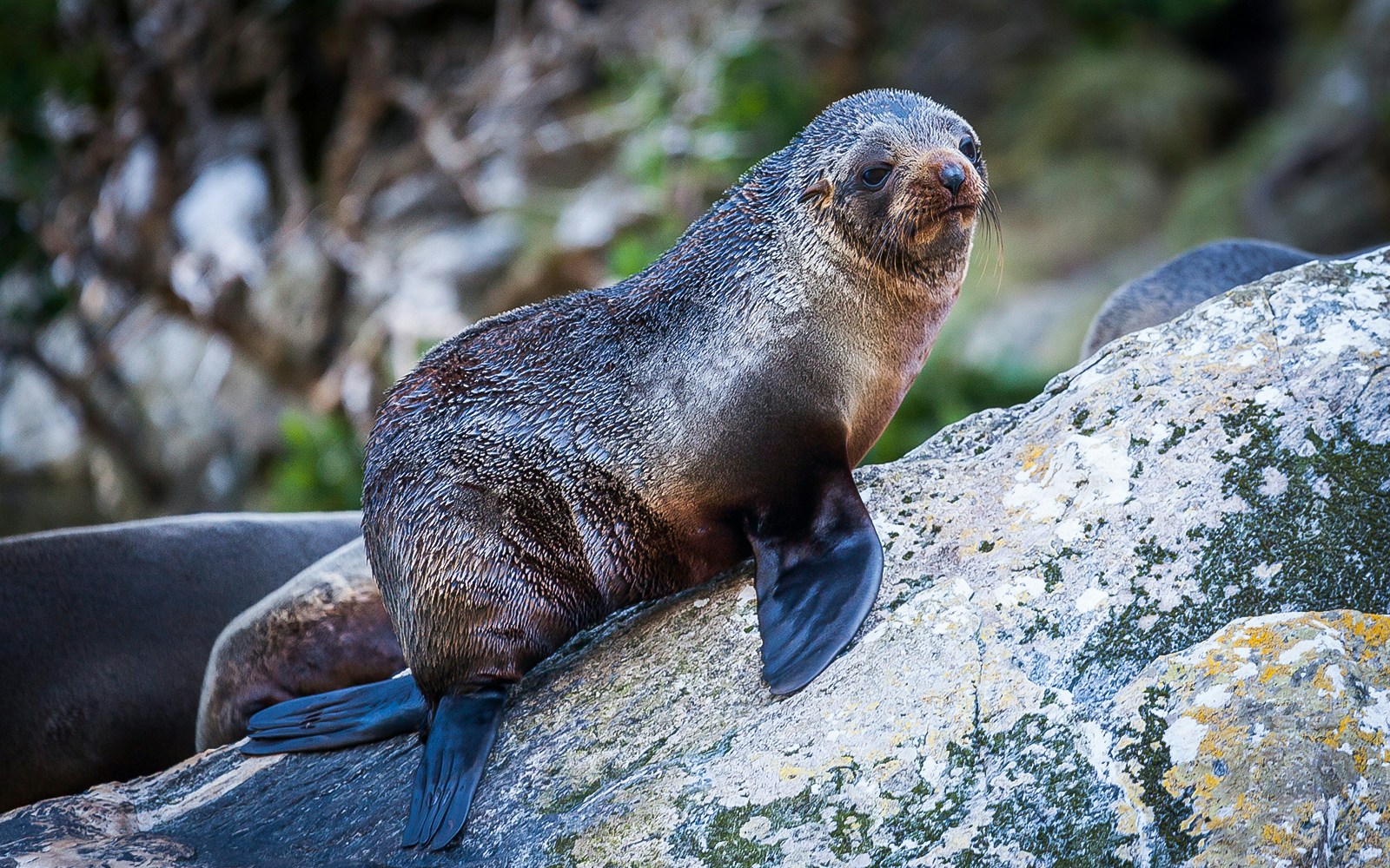 Fur seal at Milford Sound