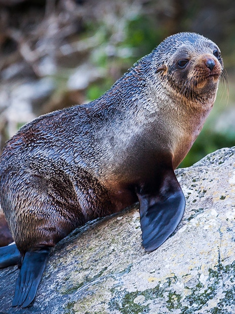 Fur seal resting on a rock at Milford Sound, New Zealand.