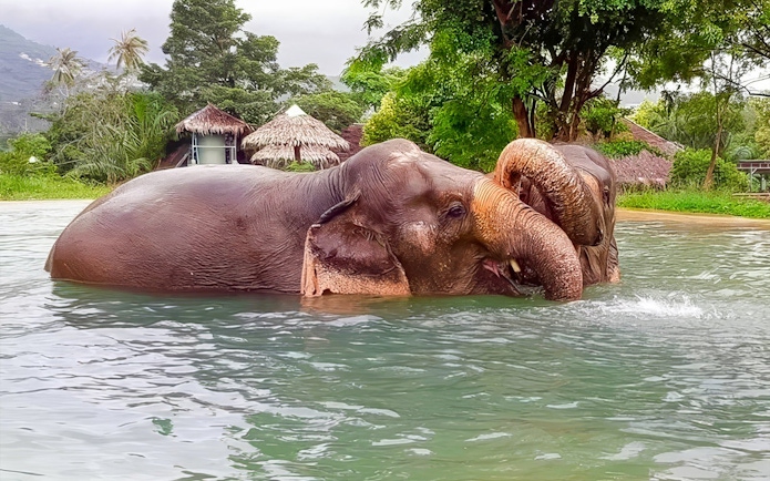 Elephants bathing in a pond at Elephant Jungle Sanctuary, Koh Samui.