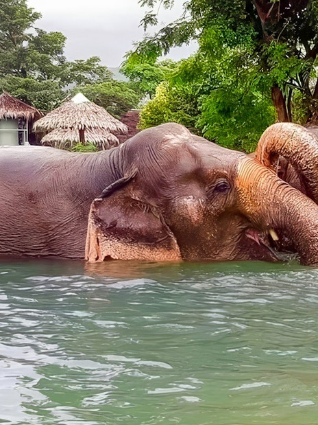 Elephants bathing in a pond at Elephant Jungle Sanctuary, Koh Samui.