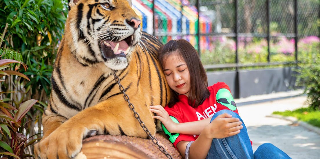 SriRacha Tiger Zoo