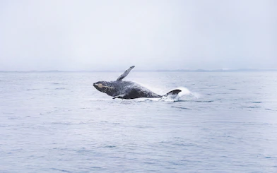Whale breaching during a whale watching tour on a motor catamaran.