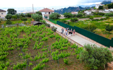 Mijas Organic Vineyard Tour and Tasting with 5 Wines, 2 Olive Oils and Tapas