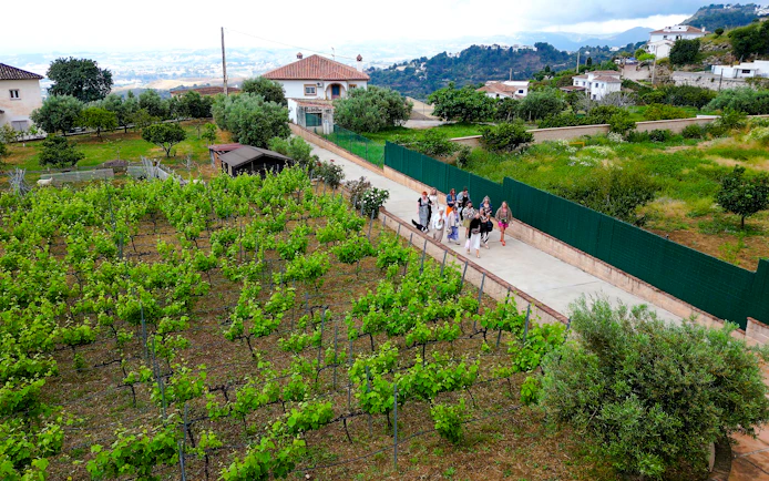 Mijas Organic Vineyard Tour and Tasting with 5 Wines, 2 Olive Oils and Tapas