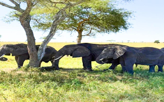 2-day nyerere national park safari from zanzibar with flights & boat safari-2