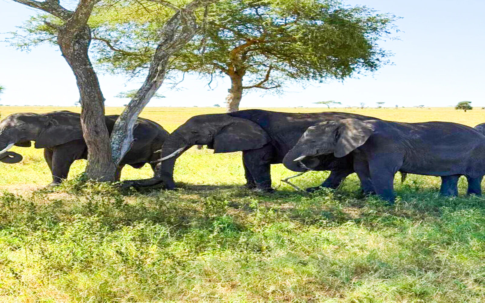 2-Day Nyerere National Park Safari from Zanzibar with Flights & Boat Safari Image 2