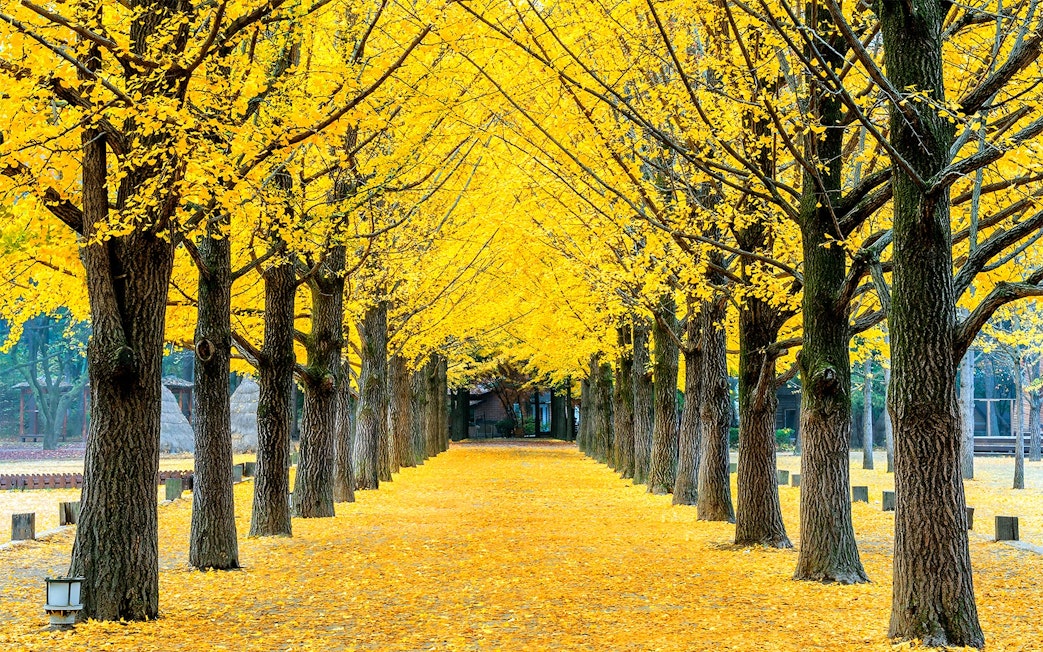 Tree-lined path with yellow leaves on Nami Island, South Korea.