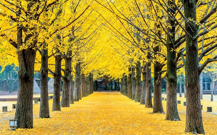 Tree-lined path with yellow leaves on Nami Island, South Korea.