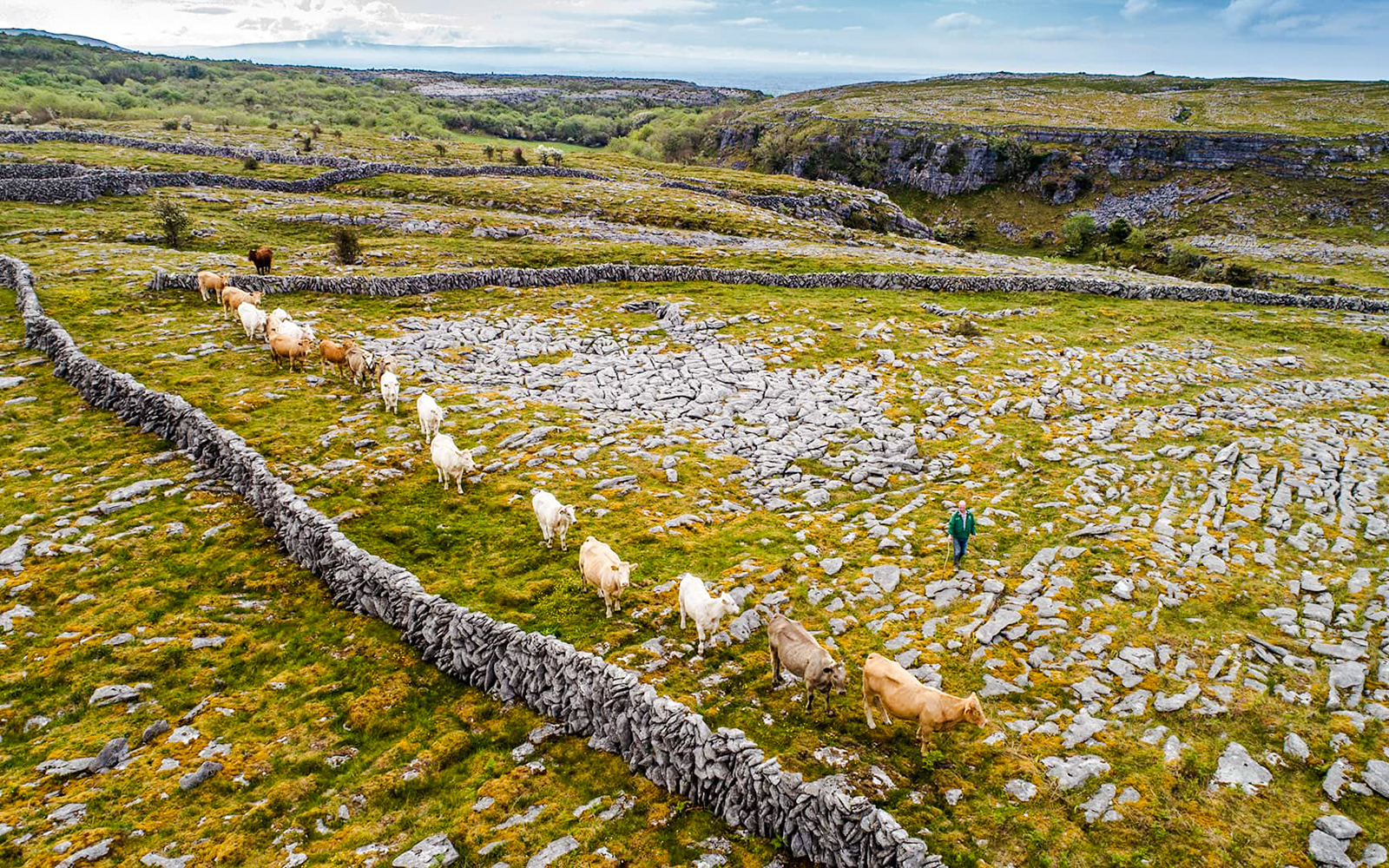Cattle grazing among stone walls in the Burren, Ireland.