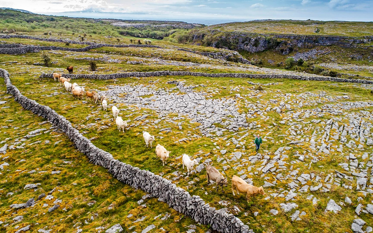 Cattle grazing among stone walls in the Burren, Ireland.