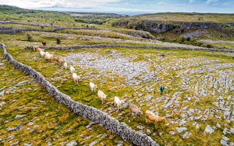 Cattle grazing among stone walls in the Burren, Ireland.
