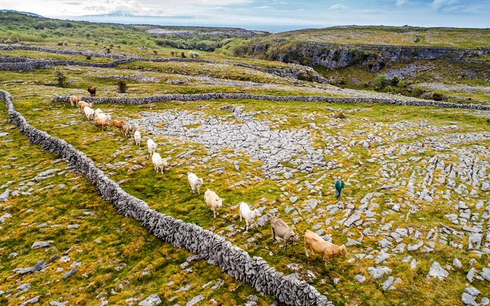 Cattle grazing among stone walls in the Burren, Ireland.