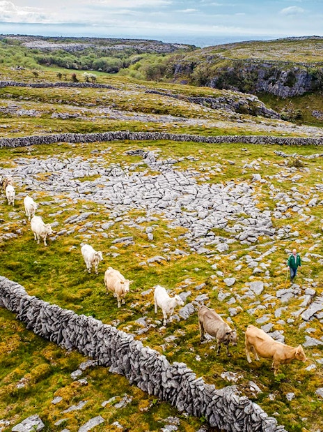 Cattle grazing among stone walls in the Burren, Ireland.