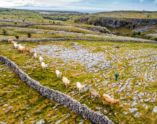 Cattle grazing among stone walls in the Burren, Ireland.
