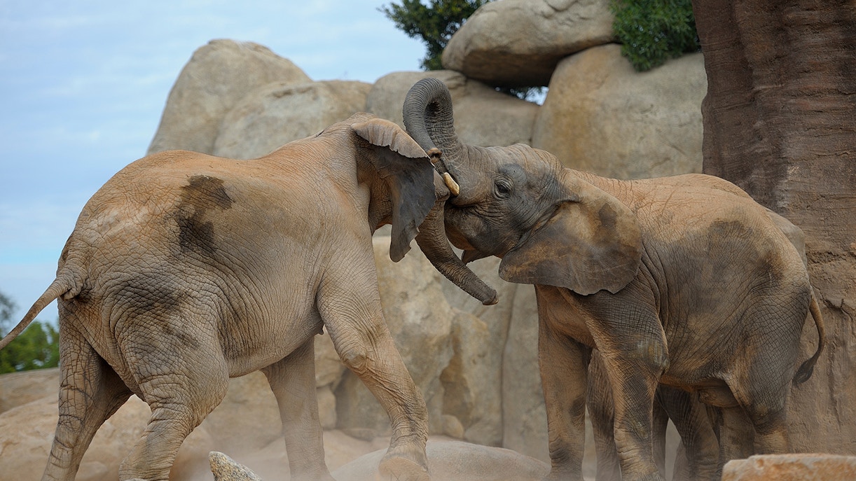 Elephants interacting at Bioparco Valencia with rocky landscape in the background.