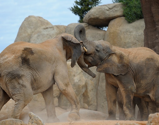 Best Time to Visit - Rome Bioparco