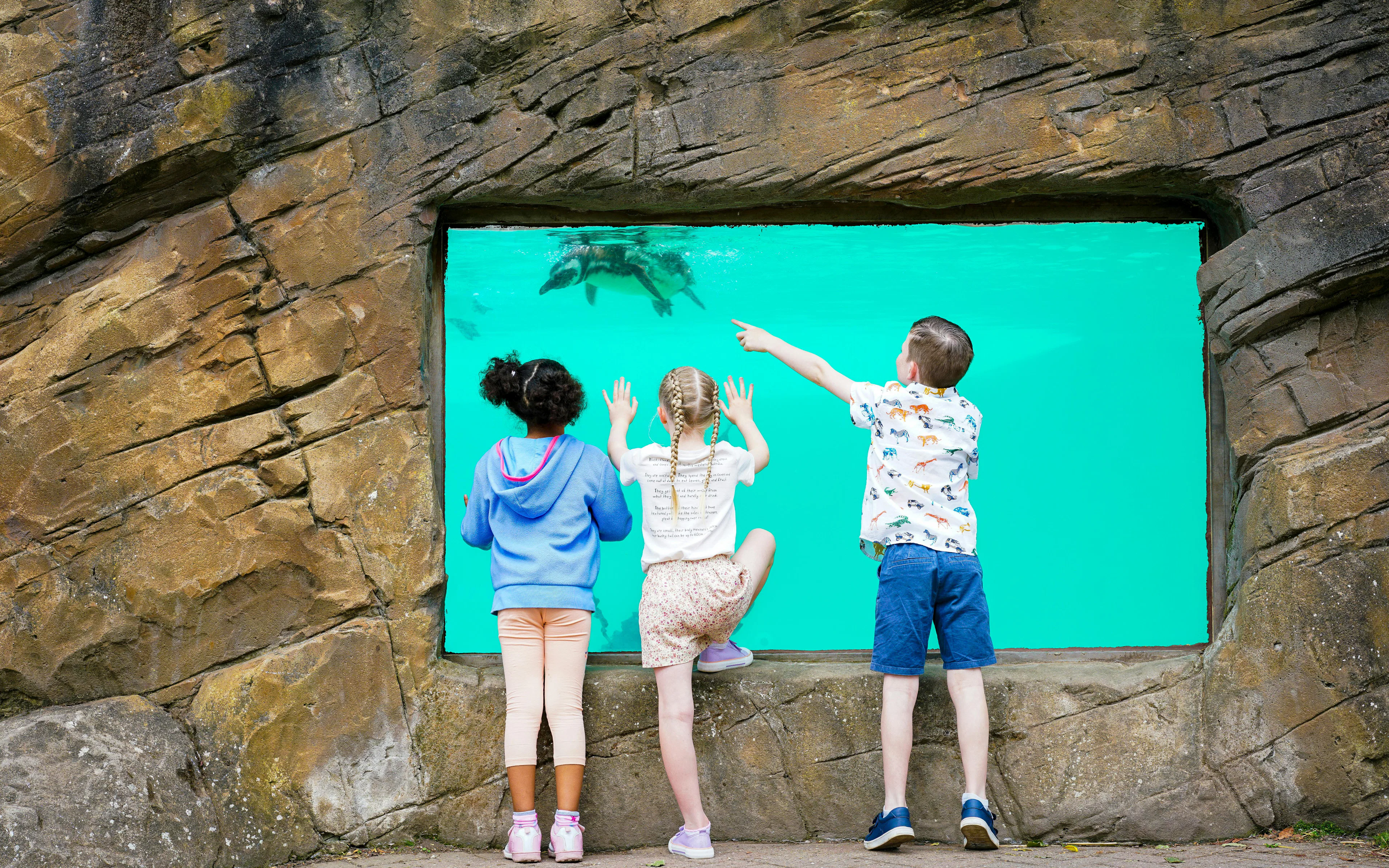 Kids watching penguins swim at Blackpool Zoo.