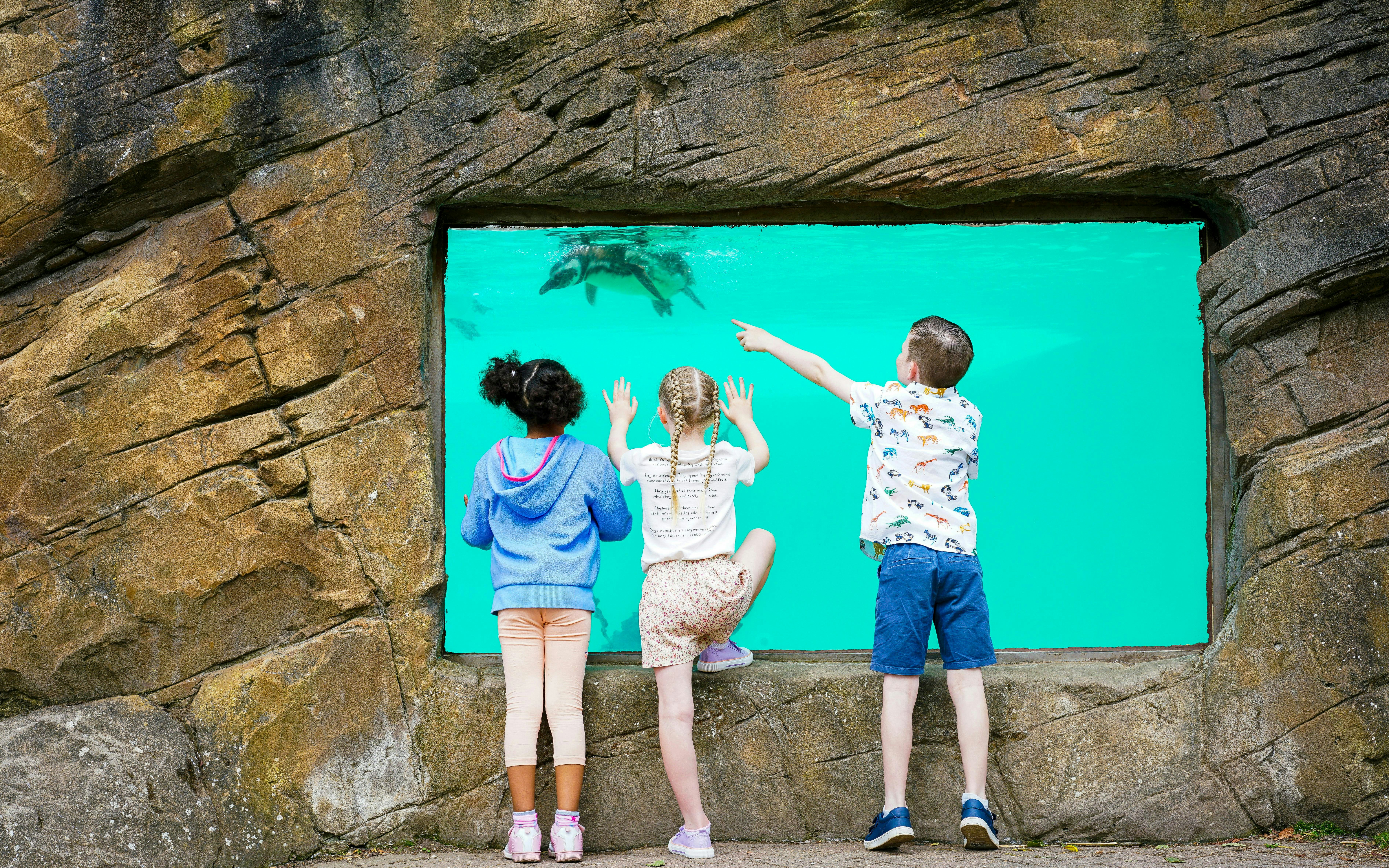 Kids watching penguins swim at Blackpool Zoo.