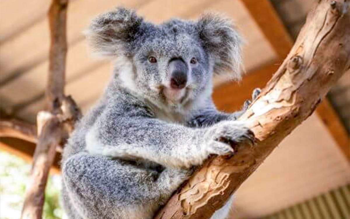 go city sydney explorer pass: choose 2 to 7 attractions-12 go city sydney explorer pass: choose 2 to 7 attractions-12