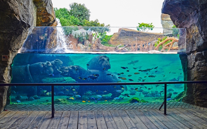 Hippos swimming in an aquarium at Bioparc Valencia with fish and waterfall.