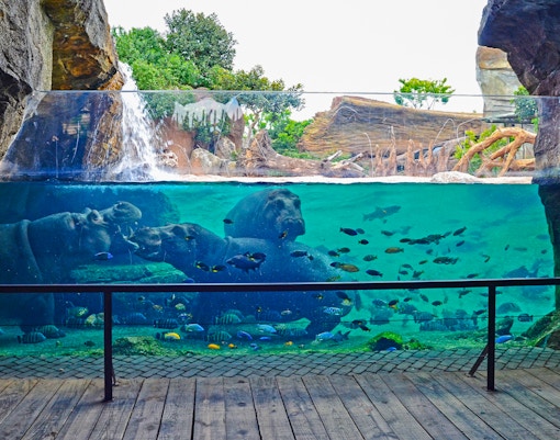 Hippos swimming in an aquarium at Bioparc Valencia with fish and waterfall.