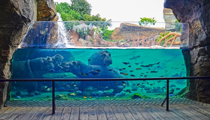 Hippos swimming in an aquarium at Bioparc Valencia with fish and waterfall.