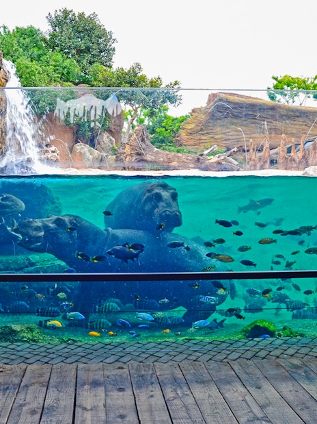 Hippos swimming in an aquarium at Bioparc Valencia with fish and waterfall.