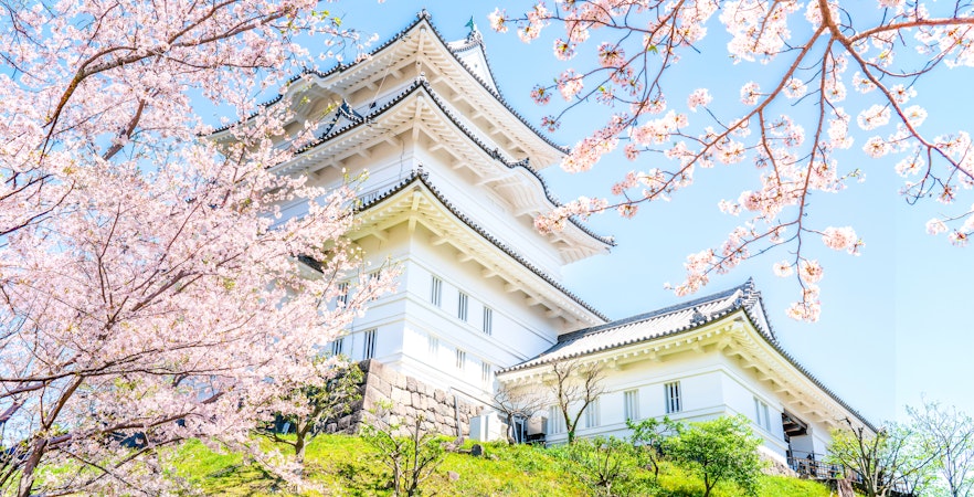 Odawara Castle main keep with cherry blossoms in full bloom, blue sky, Kanagawa, Japan.
