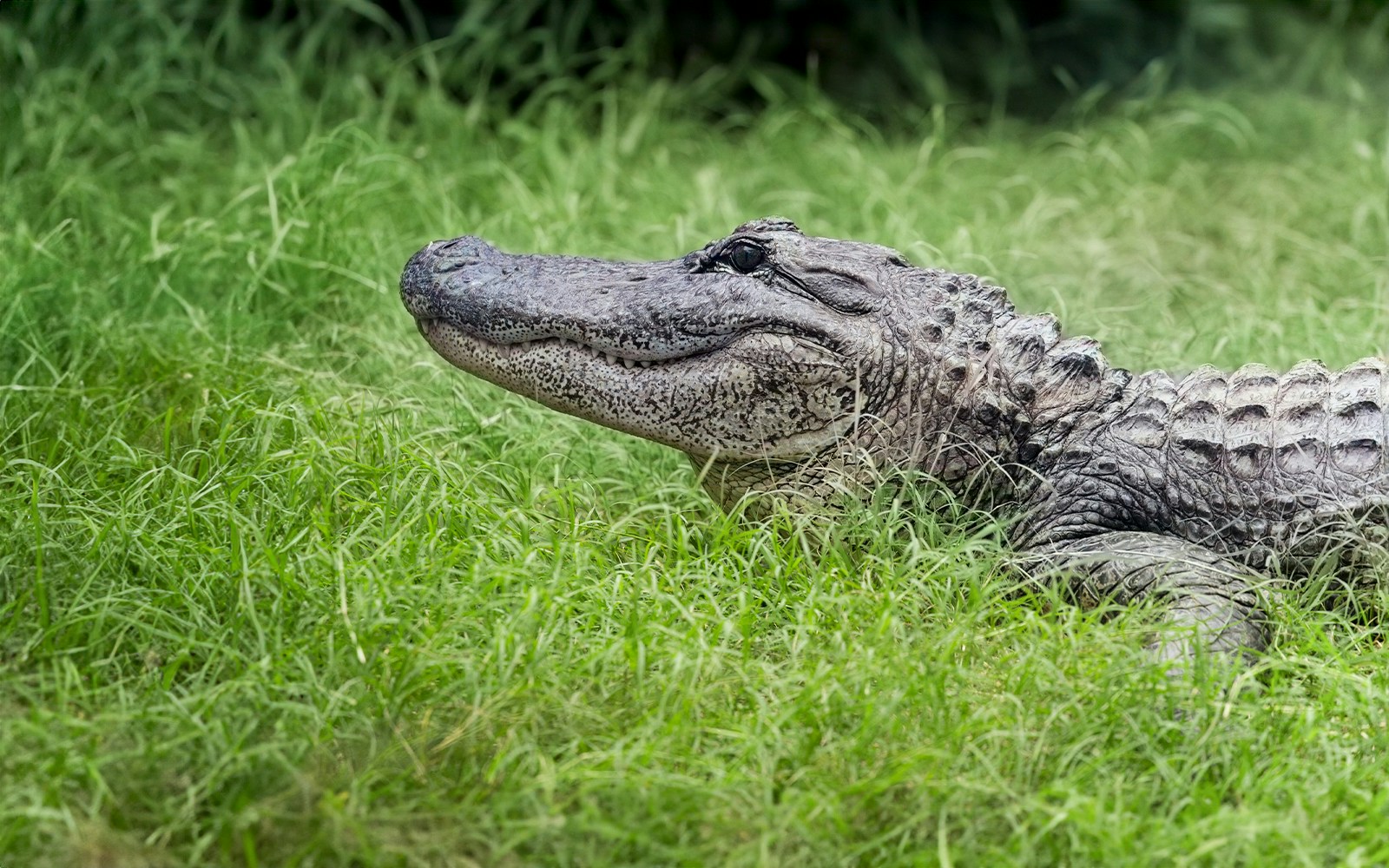 Alligator resting in grass at Kuranda Koala Gardens, Australia.