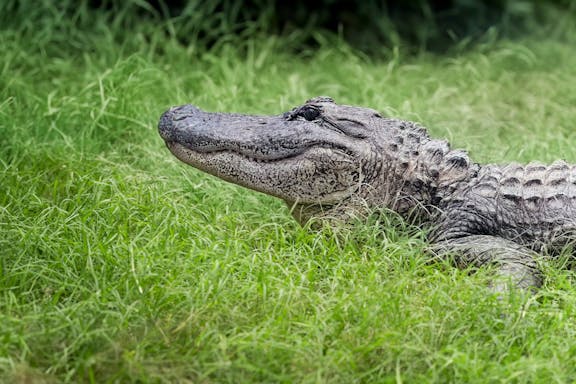 friends in the rainforest package: tickets to kuranda koala gardens and birdworld kuranda-7
