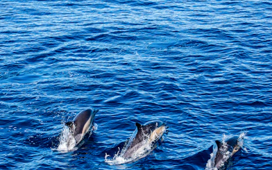 Dolphins swimming in the ocean during a guided half-day whale watching tour.