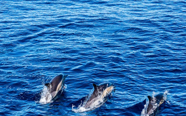 Dolphins swimming in the ocean during a guided half-day whale watching tour.