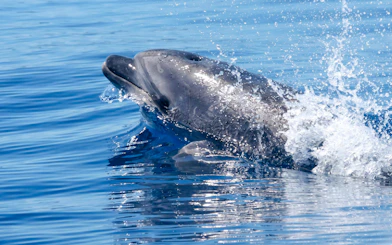 Dolphin surfacing during a boat tour in clear blue ocean waters.