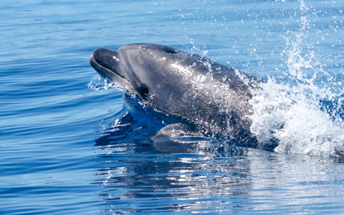 Dolphin surfacing during a boat tour in clear blue ocean waters.