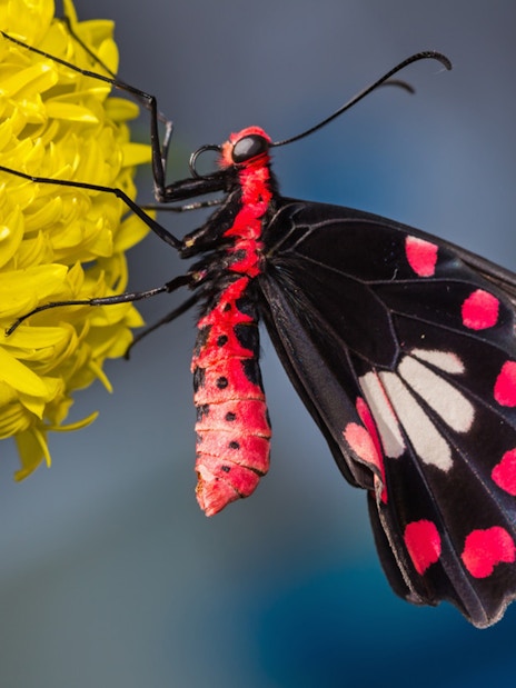 Butterfly with red and black wings on a yellow flower, Sentosa FUN Pass.