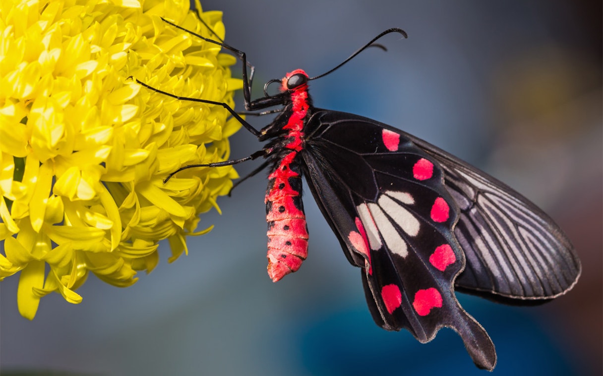 Butterfly with red and black wings on a yellow flower, Sentosa FUN Pass.