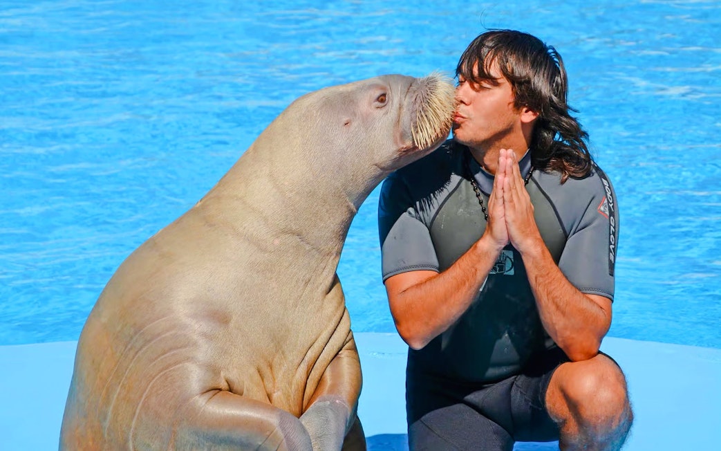 Walrus interacting with trainer at Dolphin show, Hurghada.