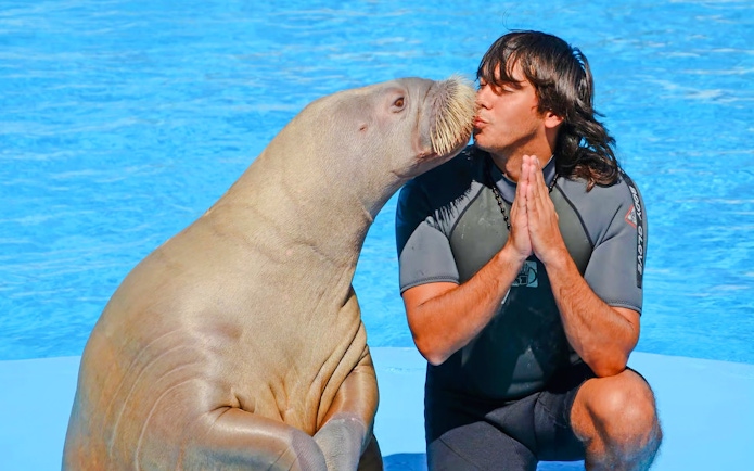 Walrus interacting with trainer at Dolphin show, Hurghada.